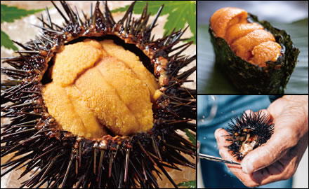 北海道産 生うに