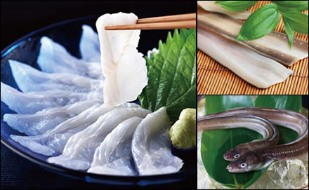 長崎県対馬産 活あなご