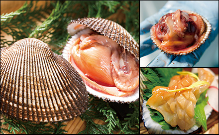 活赤貝のお造り